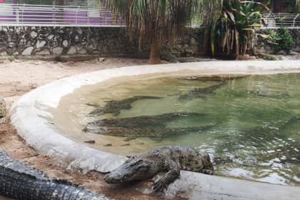 melaka crocodile and recreation park